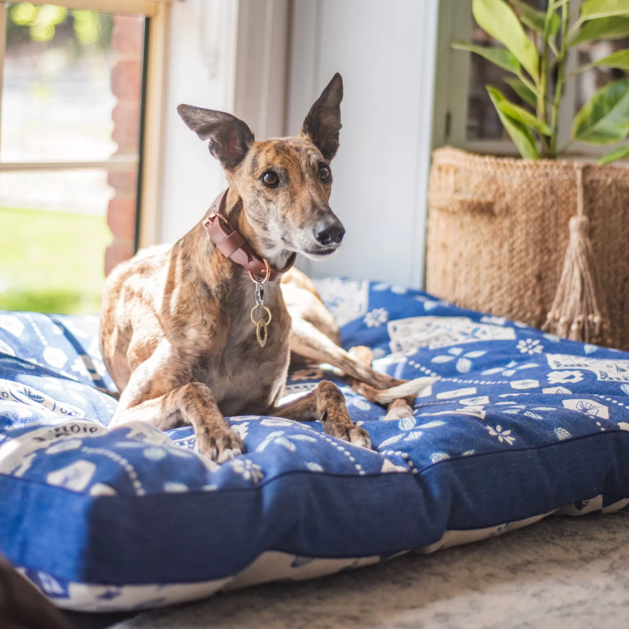 Noosa Nights – XXL Dog Bed